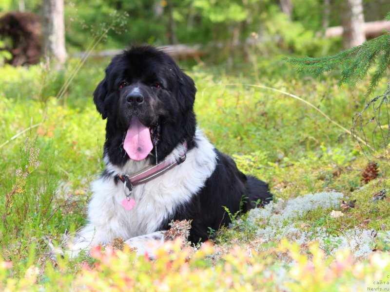 Фото: ньюфаундленд Piternyuf I Did It Again (Питерньюф И Дид Ит Агаин)