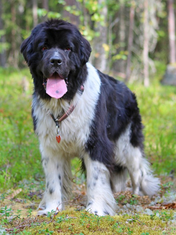 Фото: ньюфаундленд Piternyuf I Did It Again (Питерньюф И Дид Ит Агаин)