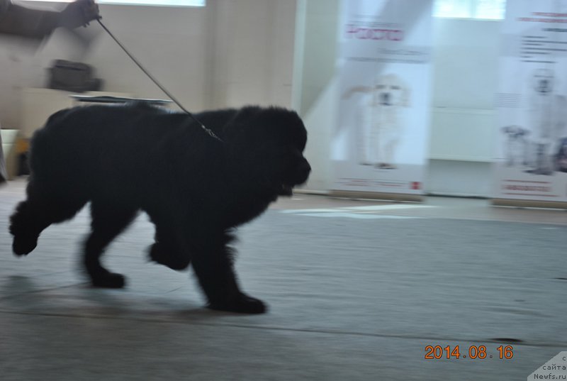 Фотография № 161537