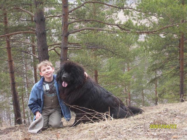 Фото: ньюфаундленд Penelopa ot Sibirskogo Medvedya (Пенелопа от Сибирского Медведя)