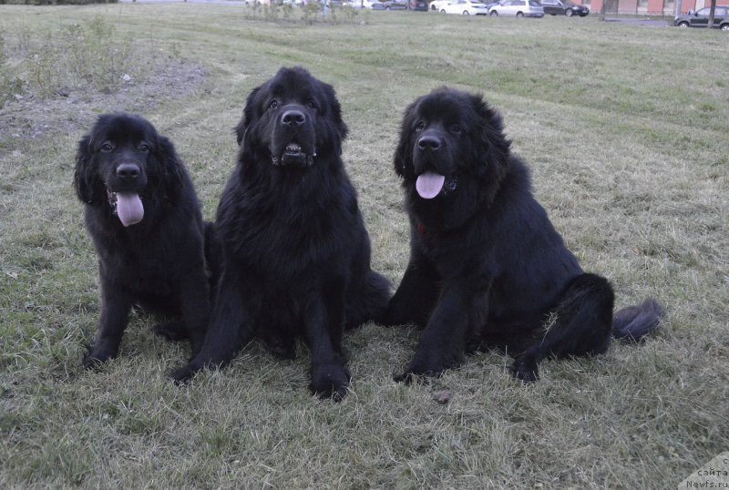 Фото: ньюфаундленд Smigar Ursburgskaya Krasavica (Смигар Урсбургская Красавица), ньюфаундленд Aquatoriya Kelvin Kadril (Акватория Келвин Кадриль), ньюфаундленд Smigar Uymari Urho (Смигар Уймари Урхо)