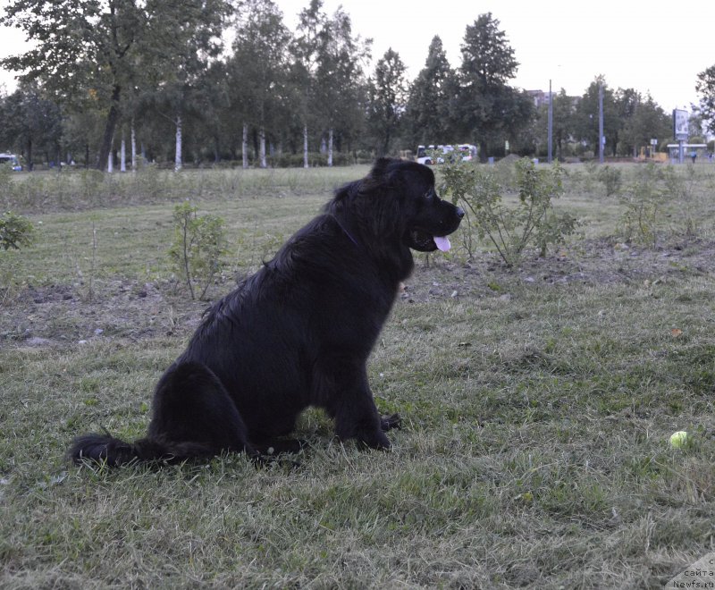 Фото: ньюфаундленд Smigar Ursburgskaya Krasavica (Смигар Урсбургская Красавица)