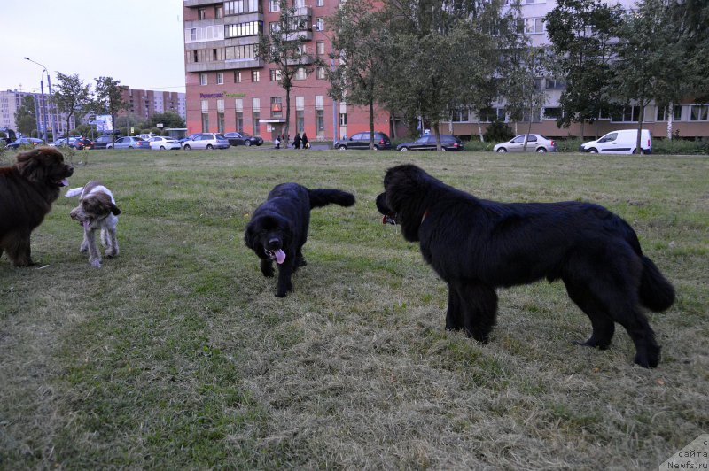 Фото: ньюфаундленд Smigar Uymari Urho (Смигар Уймари Урхо), ньюфаундленд Smigar Ursburgskaya Krasavica (Смигар Урсбургская Красавица)