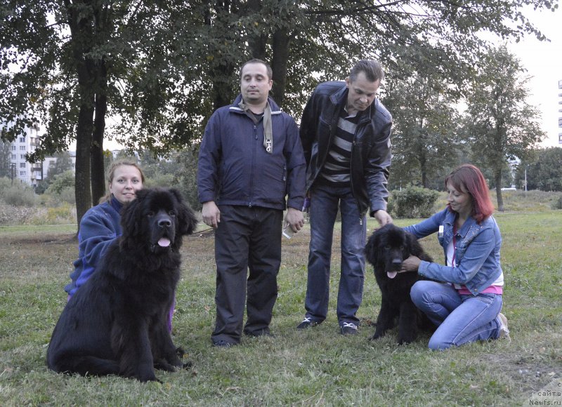 Фото: ньюфаундленд Smigar Uymari Urho (Смигар Уймари Урхо), ньюфаундленд Smigar Ursburgskaya Krasavica (Смигар Урсбургская Красавица)