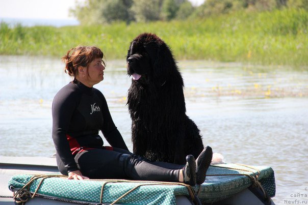 Фото: ньюфаундленд Rif iz Plemeni Kedra (Риф из Племени Кедра), Evgeniya Antipina (Евгения Антипина)