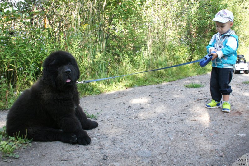 Фото: ньюфаундленд Chernaya Mafia Shake and Play (Черная Мафия Шаке анд Плау)