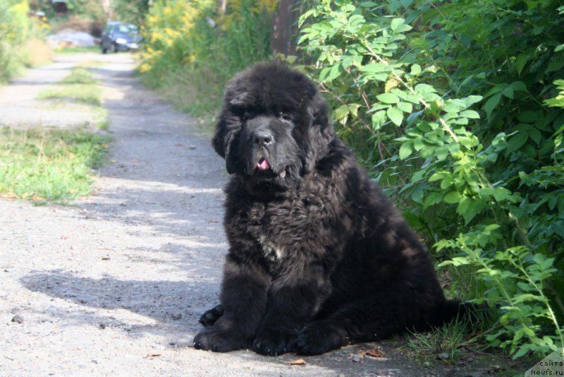 Фотография № 161564