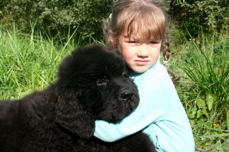 Фото: ньюфаундленд Chernaya Mafia Shake and Play (Черная Мафия Шаке анд Плау)