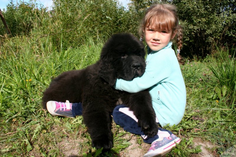 Фото: ньюфаундленд Chernaya Mafia Shake and Play (Черная Мафия Шаке анд Плау)