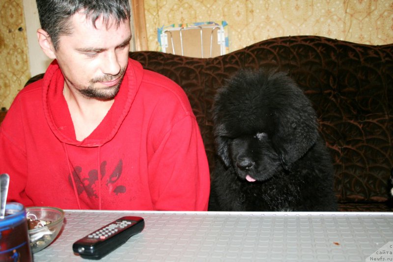 Фото: ньюфаундленд Chernaya Mafia Shengen Visa (Черная Мафия Шенген Виза)