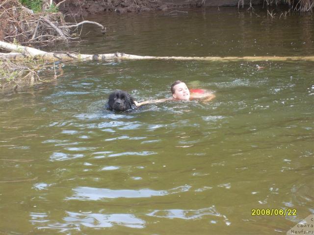Фото: ньюфаундленд Penelopa ot Sibirskogo Medvedya (Пенелопа от Сибирского Медведя)