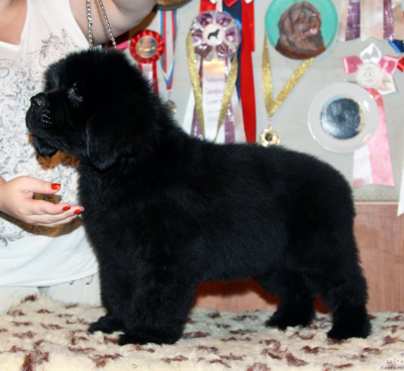 Фото: ньюфаундленд Harrieta Embodiment of a Great Pretender (Хариетта Ембодимент оф а Греат Претендер)