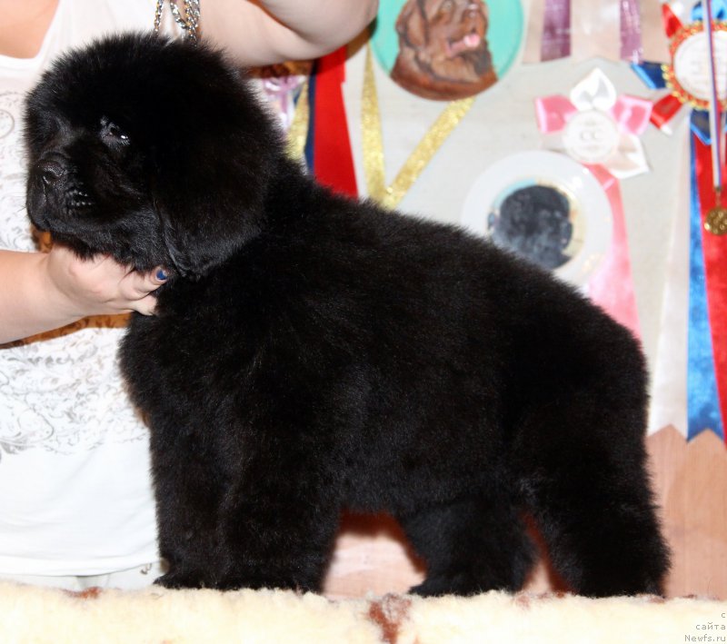 Фотография № 161575