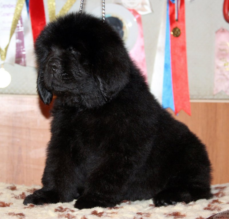 Фото: ньюфаундленд Harrieta Embodiment of a Great Pretender (Хариетта Ембодимент оф а Греат Претендер)