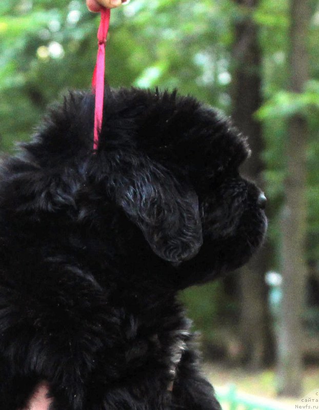 Фото: ньюфаундленд Henrietta Avatar Annies Lane (Хенриетта Аватар Анниес Лане)