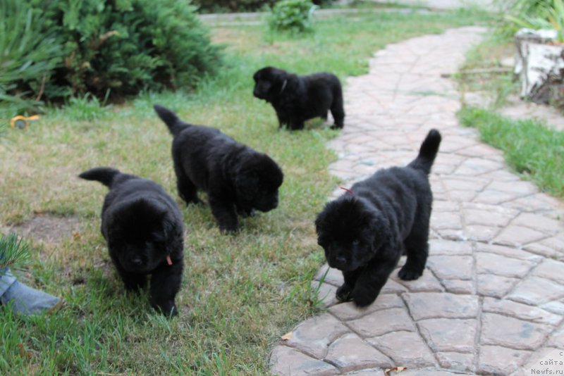 Фото: ньюфаундленд Harrieta Embodiment of a Great Pretender (Хариетта Ембодимент оф а Греат Претендер), ньюфаундленд Henrietta Avatar Annies Lane (Хенриетта Аватар Анниес Лане), ньюфаундленд Hilda Fulfillment of Dreams Black Legend (Хилда Фулфилмент оф Дреамс Блак Легенд), ньюфаундленд Hillary Incarnation of a Top Secret (Хиллари Инкарнатион оф а Топ Секрет)