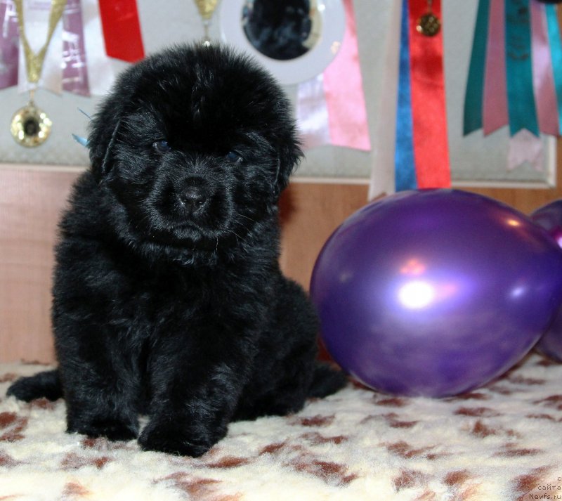 Фото: ньюфаундленд Hillary Incarnation of a Top Secret (Хиллари Инкарнатион оф а Топ Секрет)