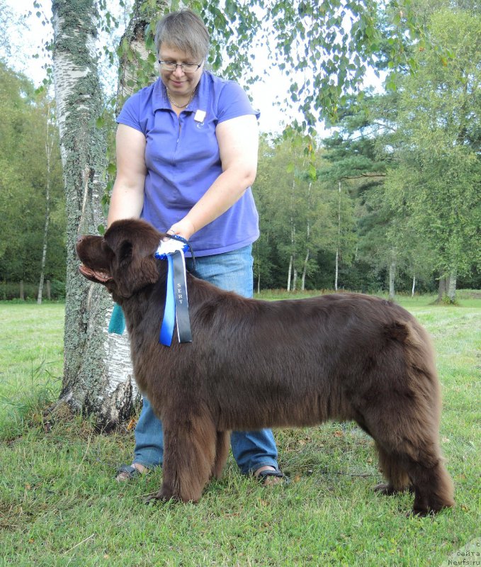 Фото: ньюфаундленд Aquatoriya Kelvin Heather Honey (Акватория Келвин Хизер Хани), Ekaterina Benken (Екатерина Бенкен)