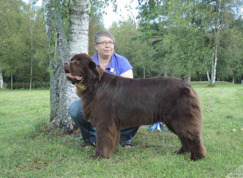 Фото: ньюфаундленд Aquatoriya Kelvin Heather Honey (Акватория Келвин Хизер Хани), Ekaterina Benken (Екатерина Бенкен)