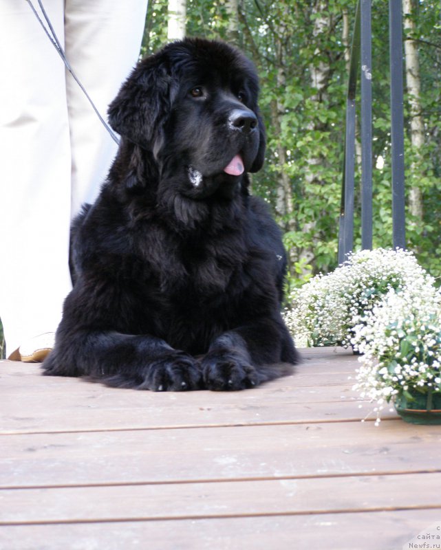 Фото: ньюфаундленд Chernaya Mafia Maybe She Will (Черная Мафия Маубе Ше Вилл)