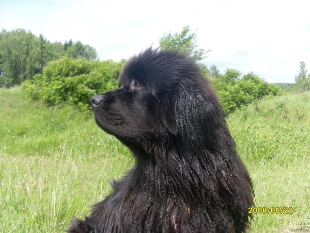 Фото: ньюфаундленд Penelopa ot Sibirskogo Medvedya (Пенелопа от Сибирского Медведя)
