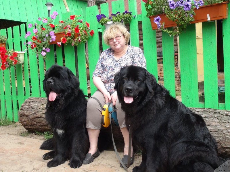 Фото: ньюфаундленд Restayling From SHipmyen (Рестайлинг Фром Шипмэн), ньюфаундленд Bonni Flayt (Бонни Флайт), Elena SHigal' (Елена Шигаль)