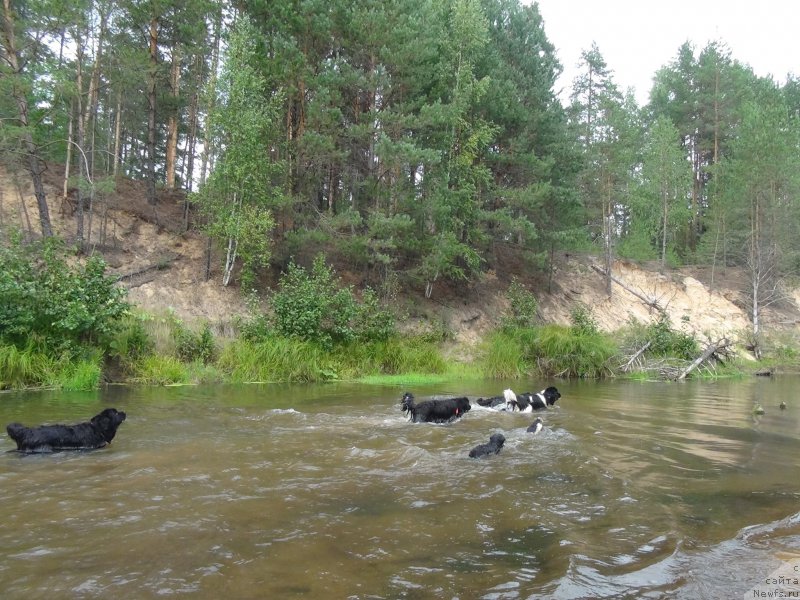 Фото: ньюфаундленд Akin Soul Sofiya (Акин Соул София), ньюфаундленд CHernyiy SHarm Vellington (Черный Шарм Веллингтон), ньюфаундленд Baryishnya (Барышня)