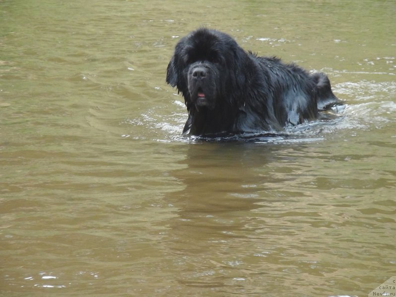 Фото: ньюфаундленд Restayling From SHipmyen (Рестайлинг Фром Шипмэн)