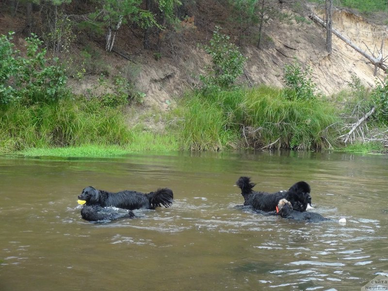 Фото: ньюфаундленд Akin Soul Sofiya (Акин Соул София), ньюфаундленд Bonni Flayt (Бонни Флайт), ньюфаундленд Baryishnya (Барышня)