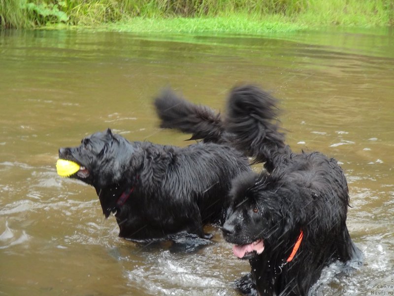 Фото: ньюфаундленд Bonni Flayt (Бонни Флайт), ньюфаундленд Baryishnya (Барышня)