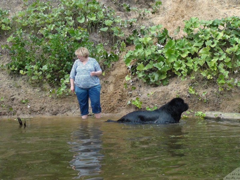 Фото: ньюфаундленд Restayling From SHipmyen (Рестайлинг Фром Шипмэн), Elena SHigal' (Елена Шигаль)