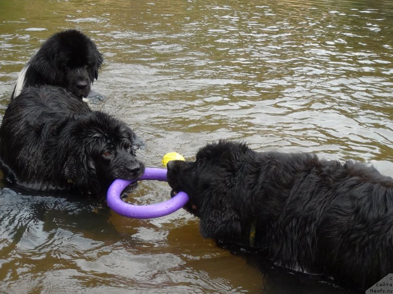 Фото: ньюфаундленд Akin Soul Sofiya (Акин Соул София), ньюфаундленд Bonni Flayt (Бонни Флайт)