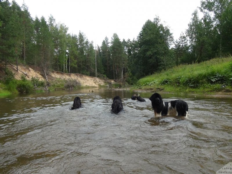 Фото: ньюфаундленд Akin Soul Sofiya (Акин Соул София), ньюфаундленд Bonni Flayt (Бонни Флайт), ньюфаундленд CHernyiy SHarm Vellington (Черный Шарм Веллингтон)