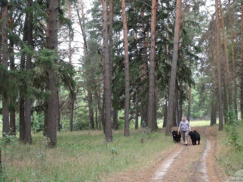 Фото: ньюфаундленд Bonni Flayt (Бонни Флайт), ньюфаундленд Restayling From SHipmyen (Рестайлинг Фром Шипмэн), Elena SHigal' (Елена Шигаль)
