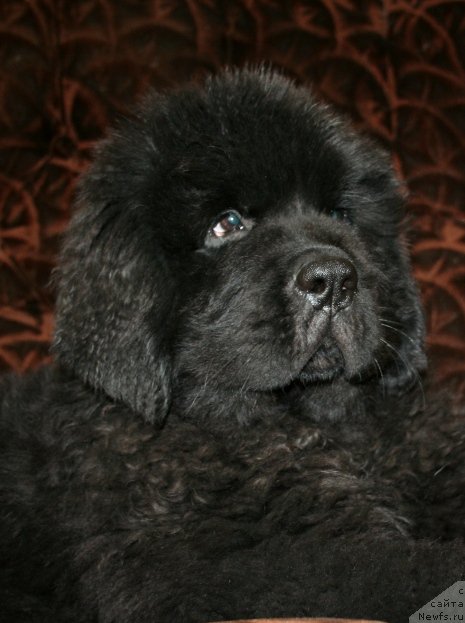 Фото: ньюфаундленд Chernaya Mafia Shengen Visa (Черная Мафия Шенген Виза)