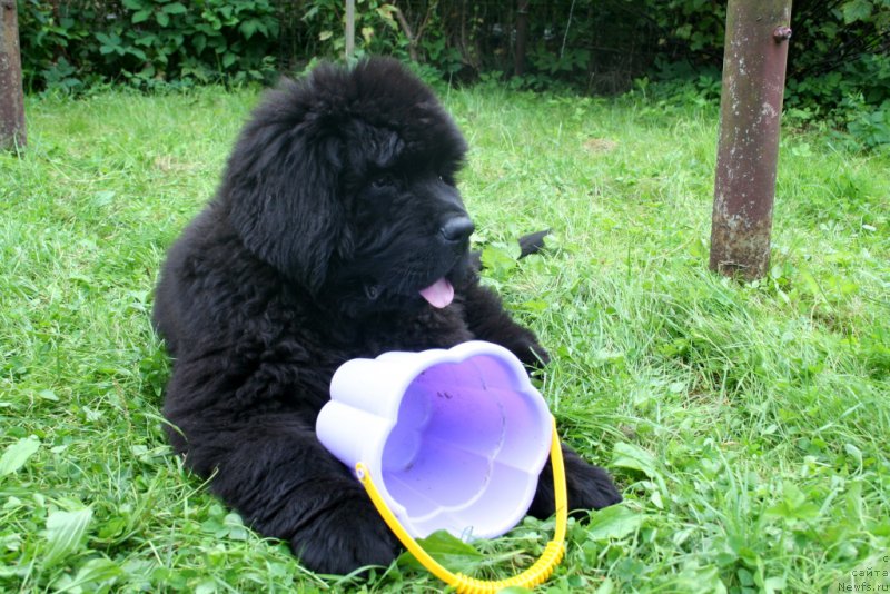 Фото: ньюфаундленд Chernaya Mafia Shengen Visa (Черная Мафия Шенген Виза)