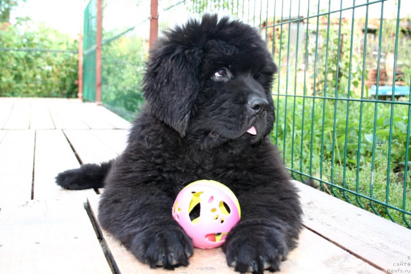 Фото: ньюфаундленд Chernaya Mafia Shengen Visa (Черная Мафия Шенген Виза)