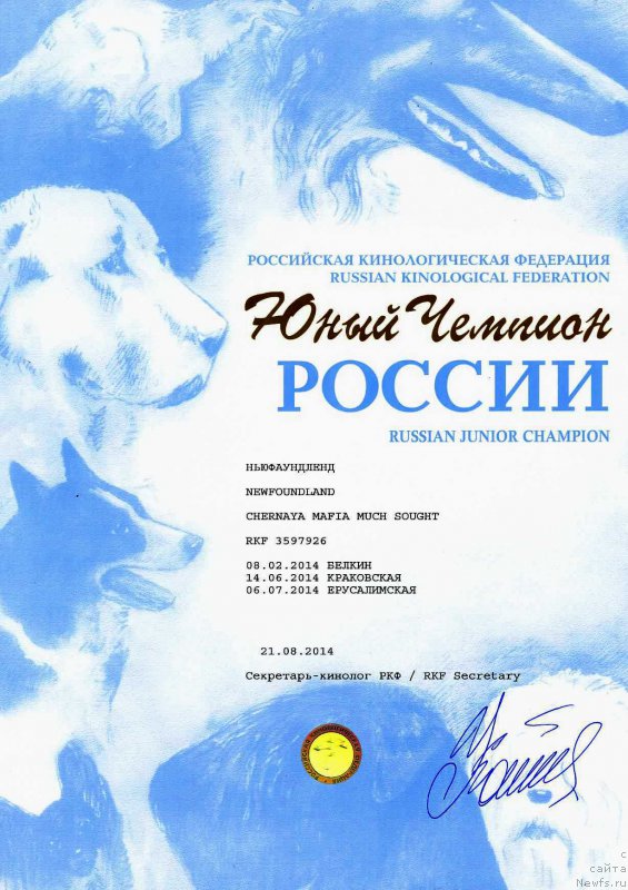 Фото: ньюфаундленд Chernaya Mafia Much Sought (Черная Мафия Муч Соугхт)