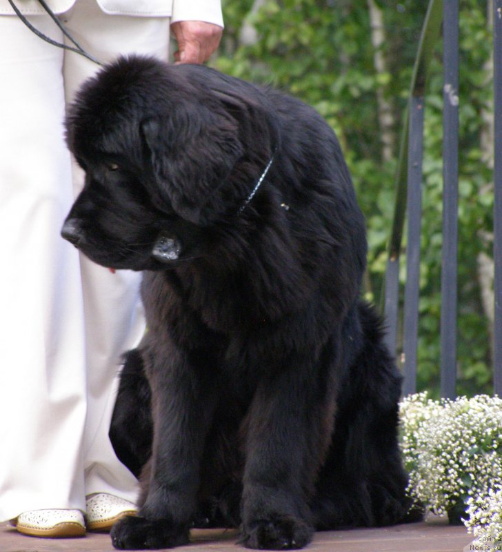 Фото: ньюфаундленд Chernaya Mafia Maybe She Will (Черная Мафия Маубе Ше Вилл)