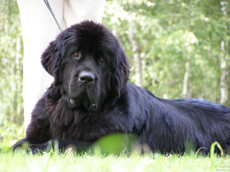 Фото: ньюфаундленд Chernaya Mafia Maybe She Will (Черная Мафия Маубе Ше Вилл)