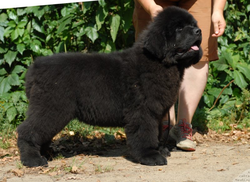 Фотография № 161629