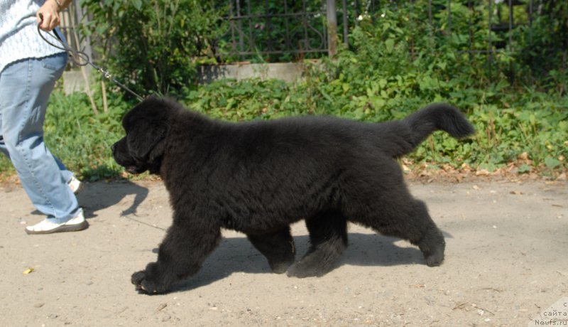 Фотография № 161630