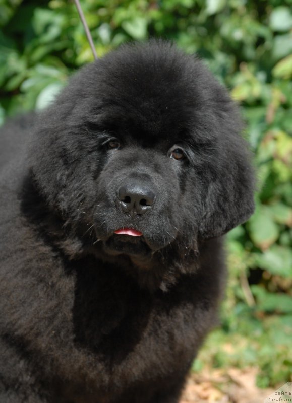 Фотография № 161631