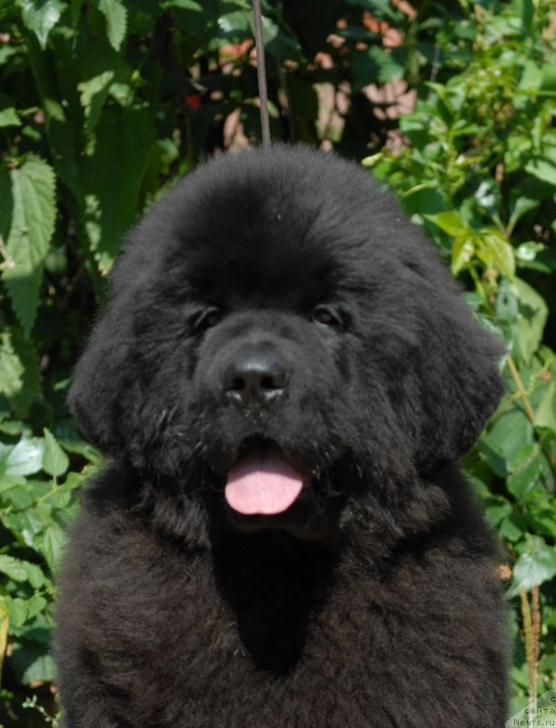 Фотография № 161632