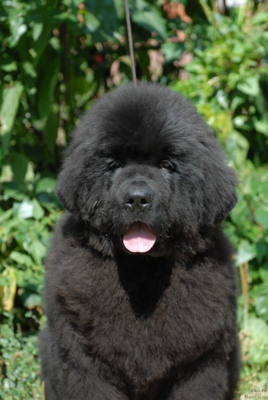 Фотография № 161633