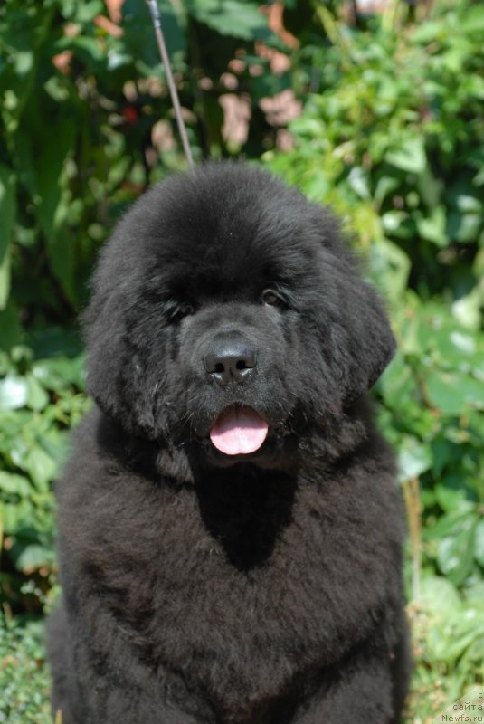 Фотография № 161634