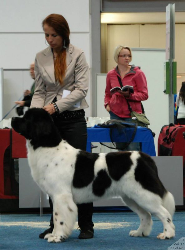 Фото: ньюфаундленд Chernaya Mafia Zebra Time (Черная Мафия Зебра Тиме)