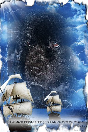 Фото: ньюфаундленд N'yumast Rokfeller (Ньюмаст Рокфеллер)