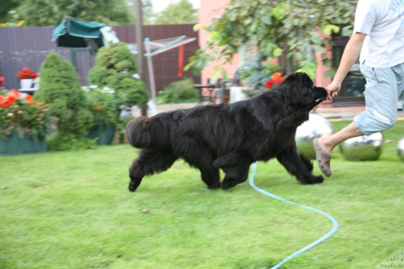 Фото: ньюфаундленд Sent Djons Handsel for Me (Сент Джонс Хендсел фо Ми)