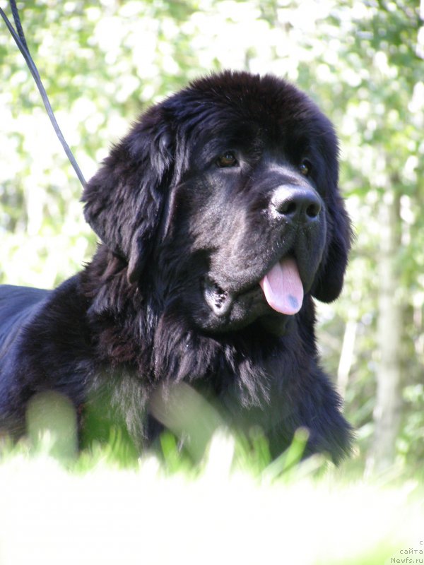 Фотография № 161654